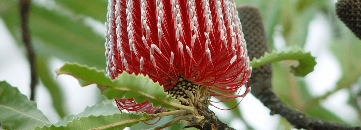 Banksia flower image for Natural Therapies