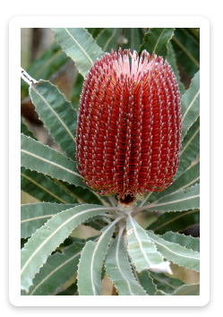 Australian Flower Essences Brisbane, QLD