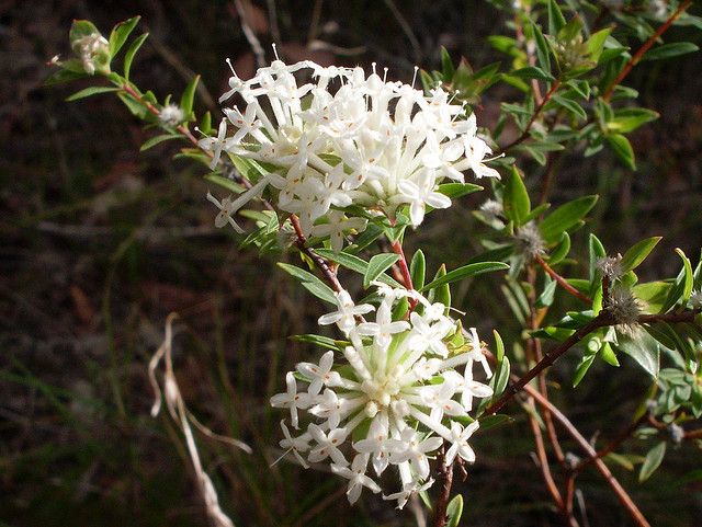 slender rice flower australian bush essence